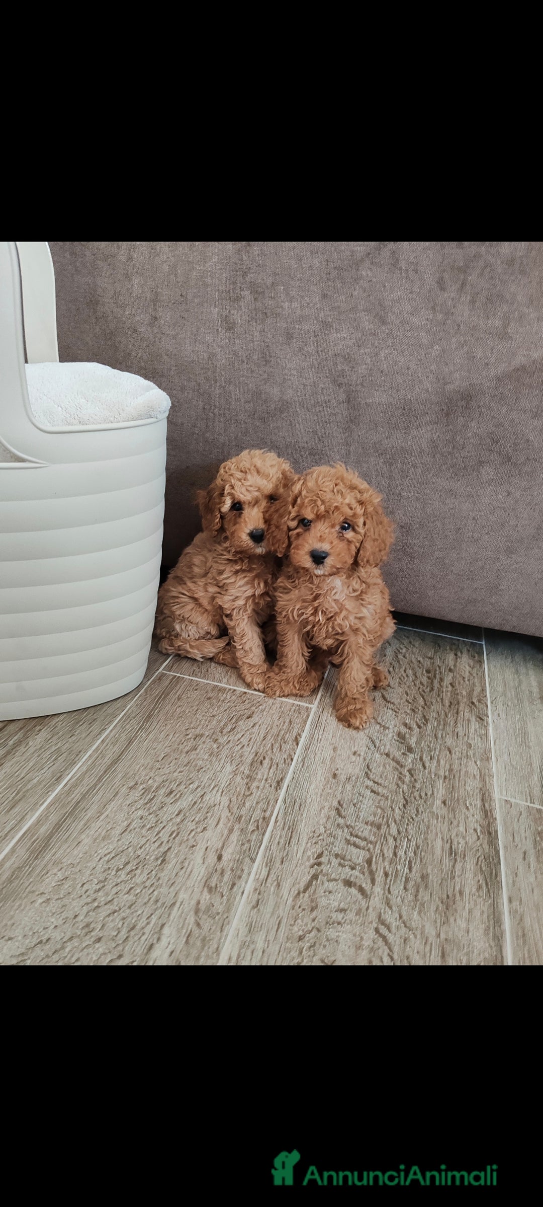 Barboncino cani in vendita: Barboncini red e champagne  - Immagine 1