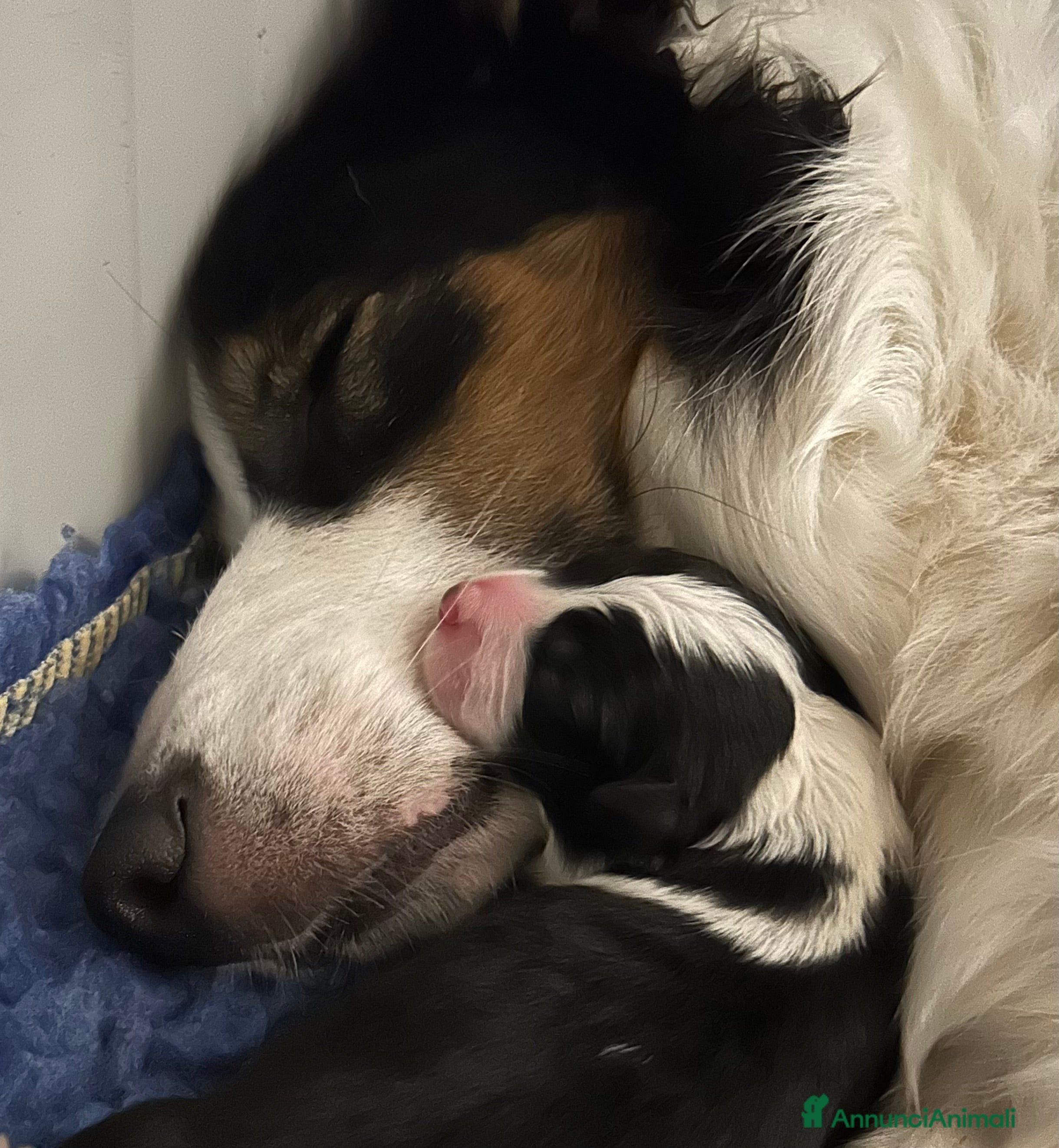 Border Collie cani Border collie cuccioli disponibili  - Annuncio 1