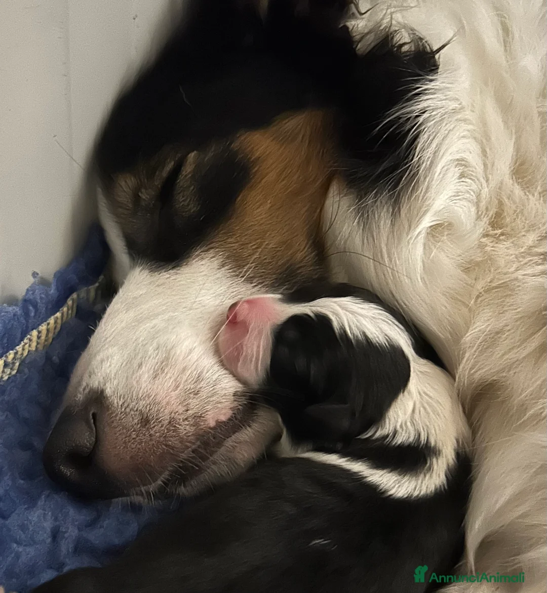 Border Collie cani in vendita: Border collie cuccioli disponibili  - Annuncio 1