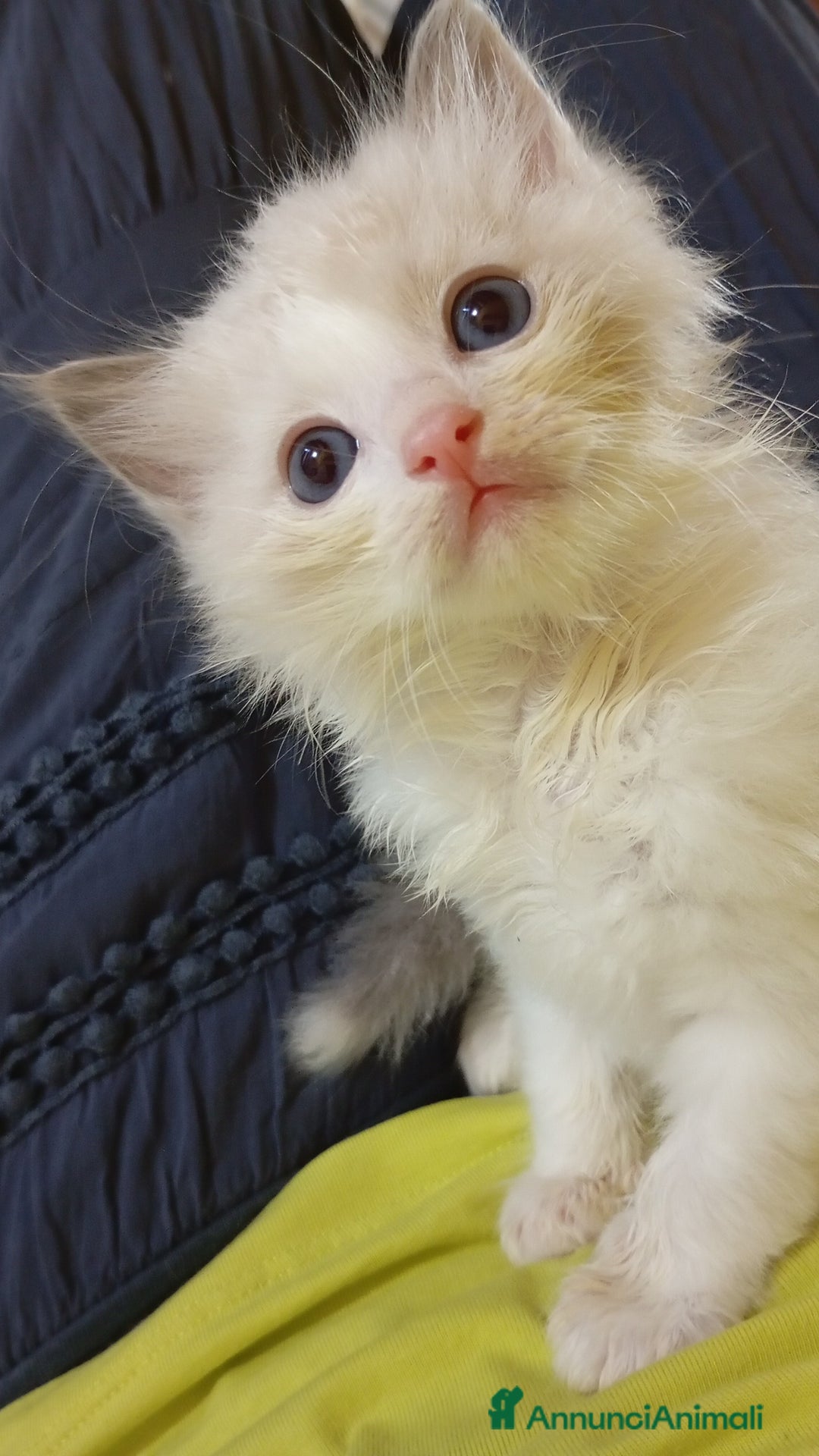 Ragdoll gatti in vendita: Cuccioli ragdoll  a Provincia di Mantova - Immagine 3