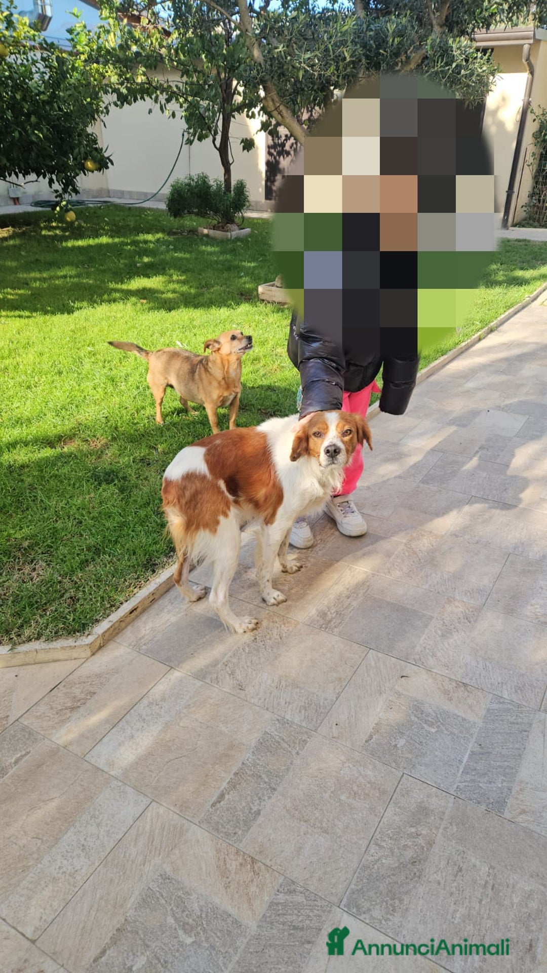 Breton cani in regalo: Tommy: giovane bretoncino socievole equilibrato  - Annuncio 1