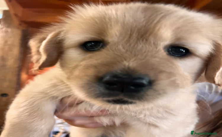 Golden Retriever cani a Città Metropolitana di Napoli - Annuncio 1