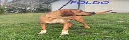 Meticcio cani in regalo: POLDO affettuoso e buono - Annuncio 3