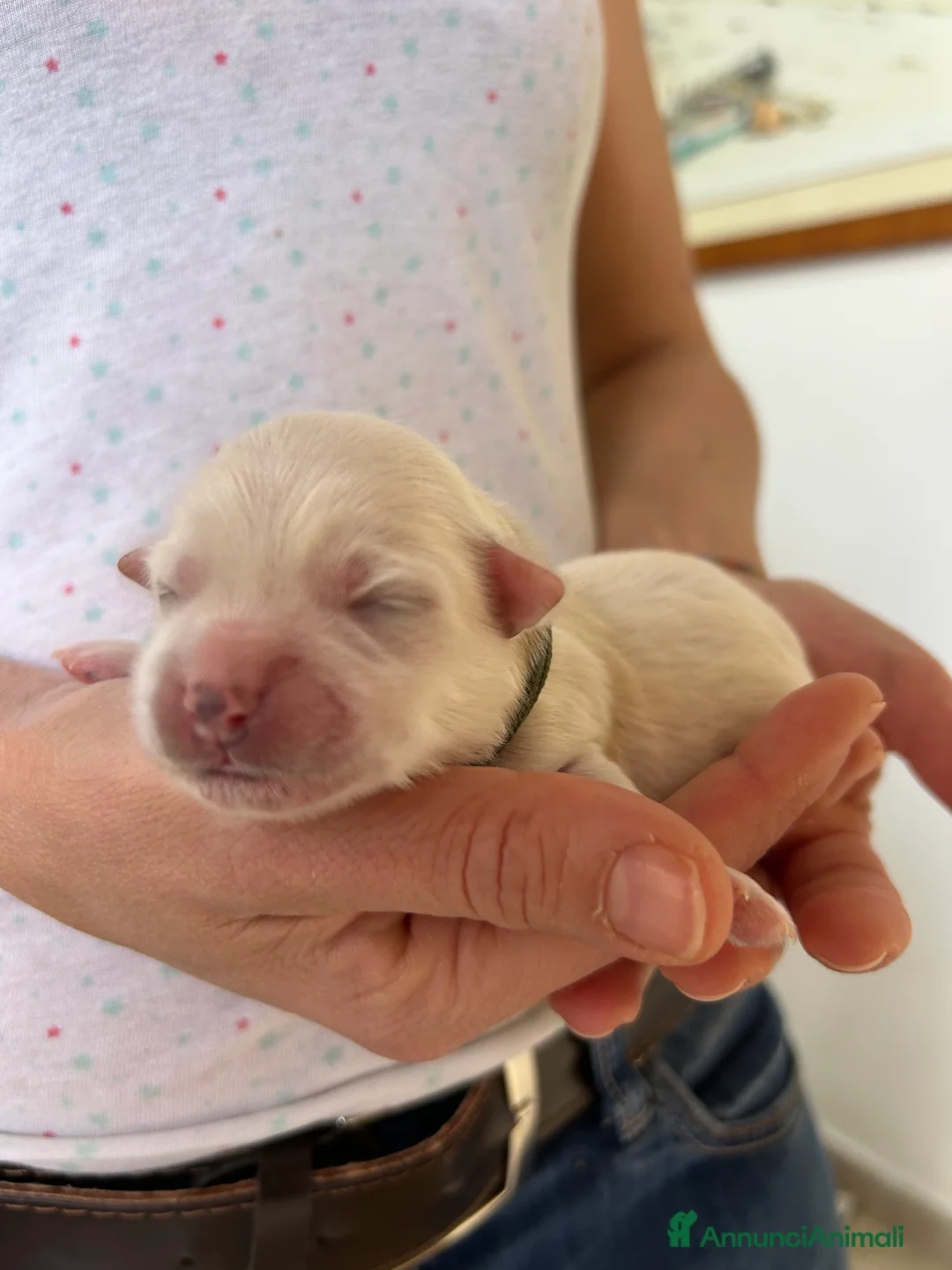 Maltese cani in vendita: Vendita maltese - Annuncio 7