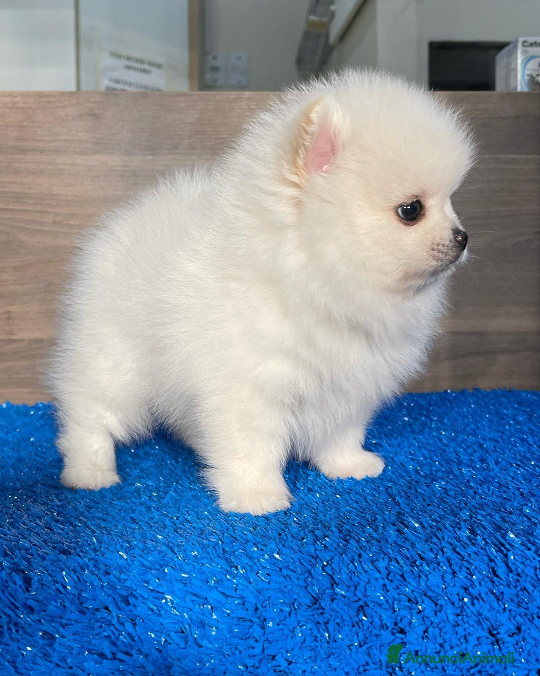 Volpino Pomerania cani in vendita: Cuccioli spitz tedesco nano o pomerania a Città metropolitana di Roma Capitale - Immagine 4