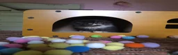 Persiano gatti in vendita: Cuccioli persiani  - Annuncio 6