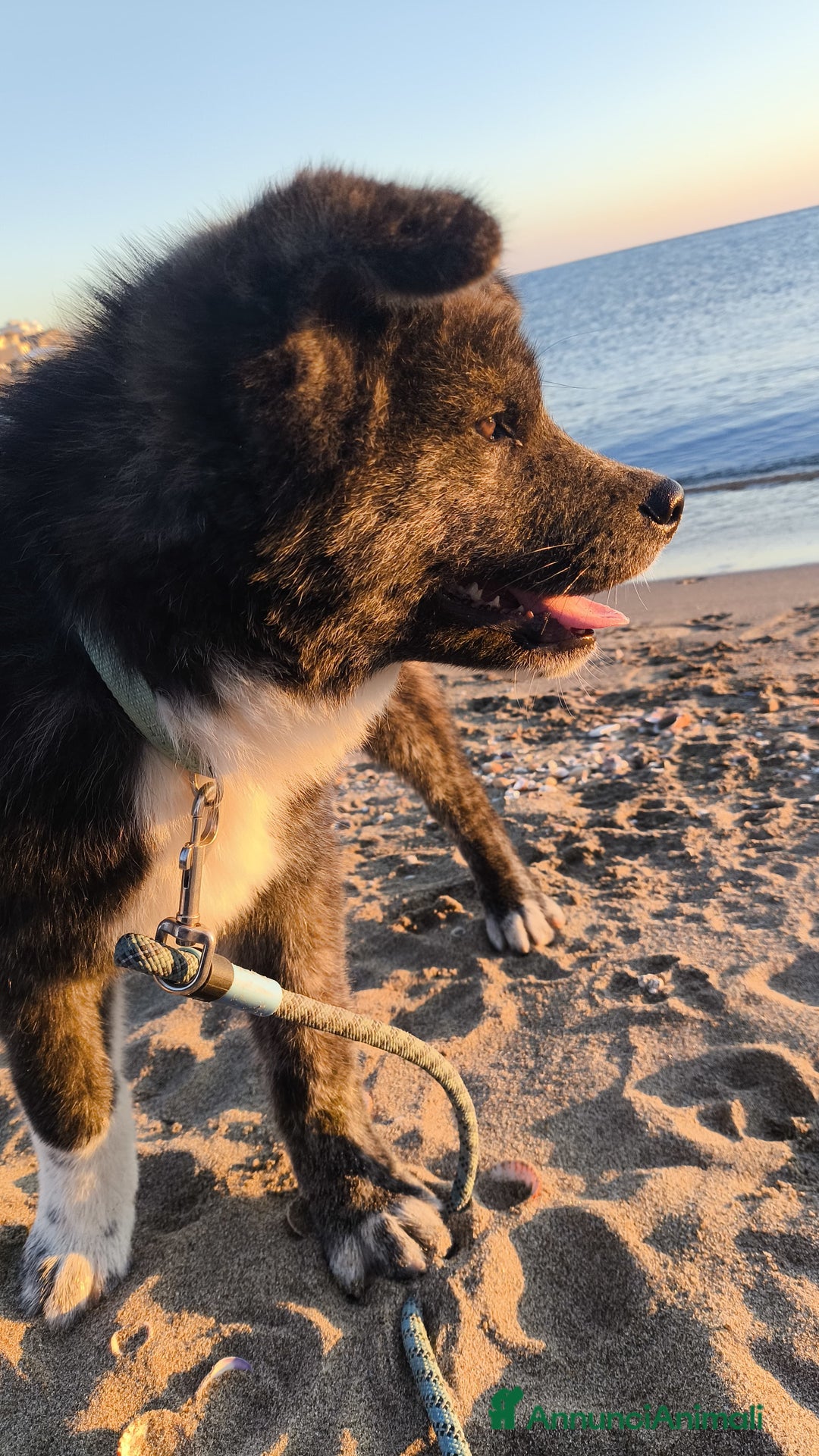 Akita Inu cani in vendita: Cuccioli Akita inu - Annuncio 8