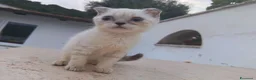Scottish gatti in vendita: Splendori gattini schottisch Fold è brithish - Annuncio 14