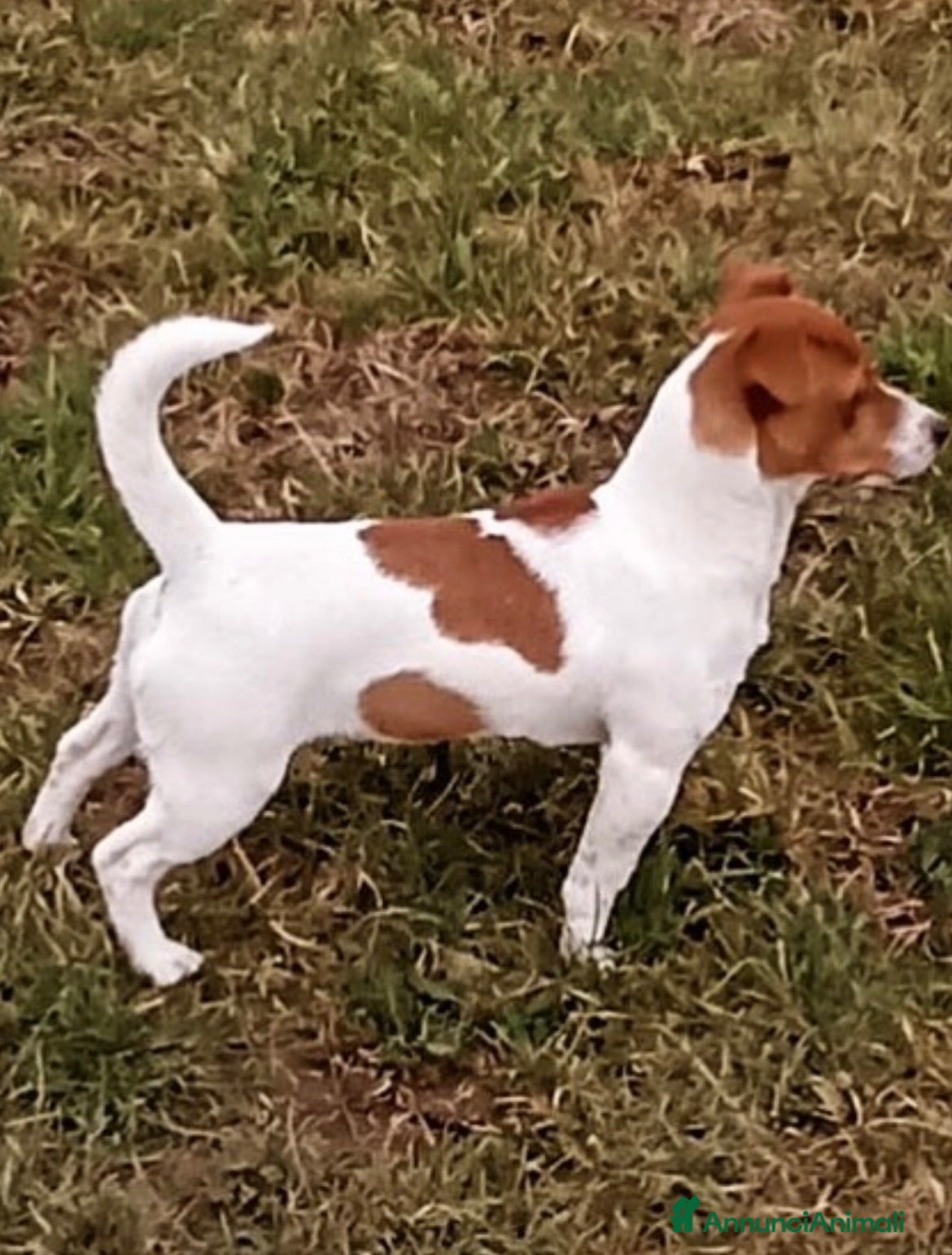 Jack Russell cani Cuccioli di jack russell  - Annuncio 6