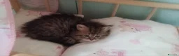 Persiano gatti in vendita: CUCCIOLI PERSIANI FEMMINE - Annuncio 5