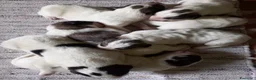 Cane da Montagna dei Pirenei cani in vendita: Cuccioli Cane da Montagna dei pirenei a Provincia di Ravenna - Annuncio 2