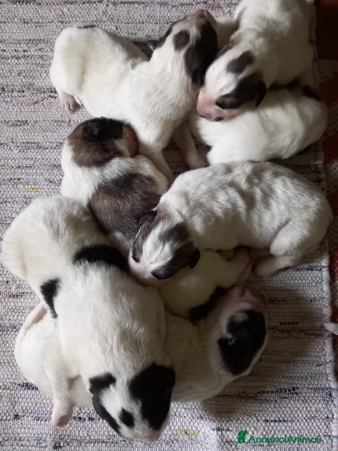 Cane da Montagna dei Pirenei cani in vendita: Cuccioli Cane da Montagna dei pirenei a Provincia di Ravenna - Annuncio 2
