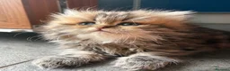 Persiano gatti in vendita: Meravigliosa cucciola di persiano, golden - Annuncio 5