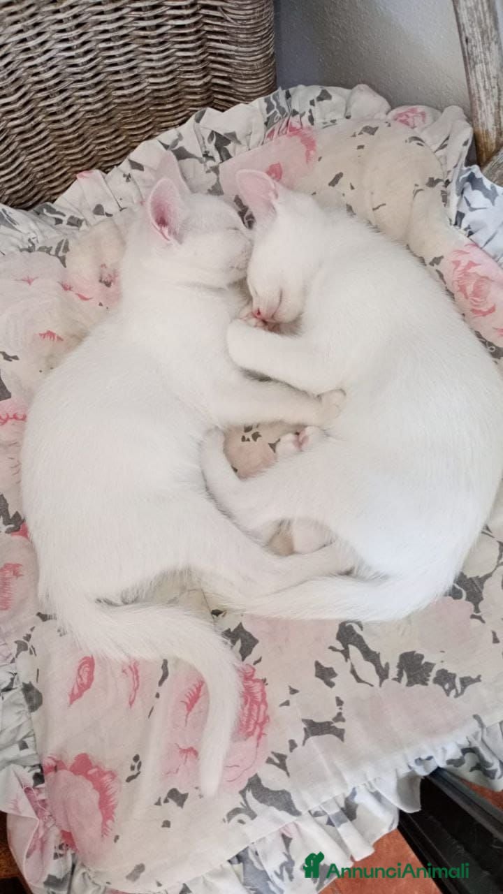 Europeo gatti GATTINE 3 MESI - Annuncio 2