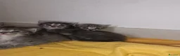 Certosino gatti in vendita: Gattini  - Annuncio 6