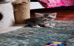 Maine Coon gatti in vendita: Cuccioli mainecoon - Immagine 8