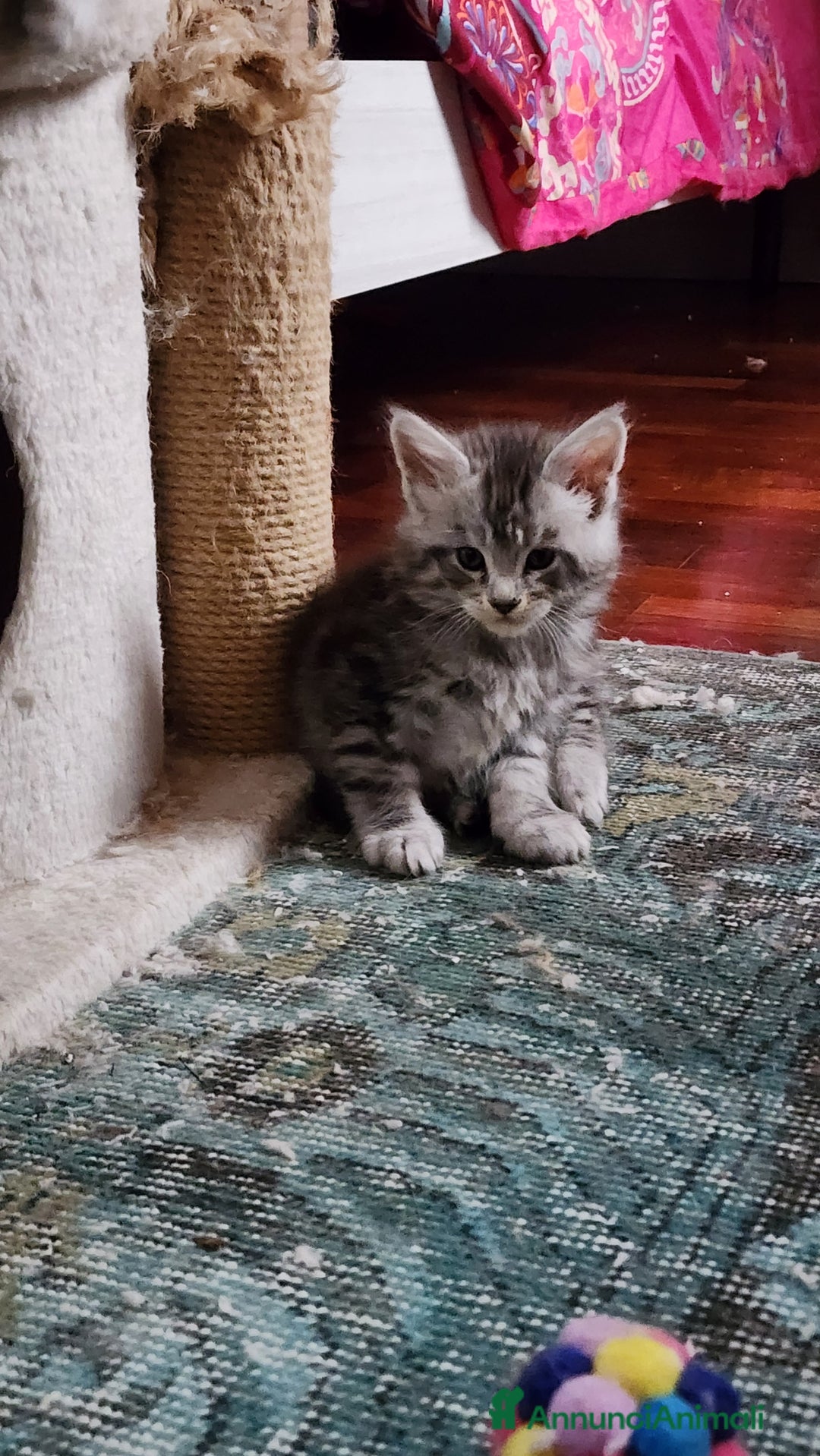 Maine Coon gatti in vendita: Cuccioli mainecoon - Annuncio 8
