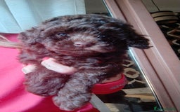 Barboncino Toy cani in vendita: Barboncino  - Annuncio 3