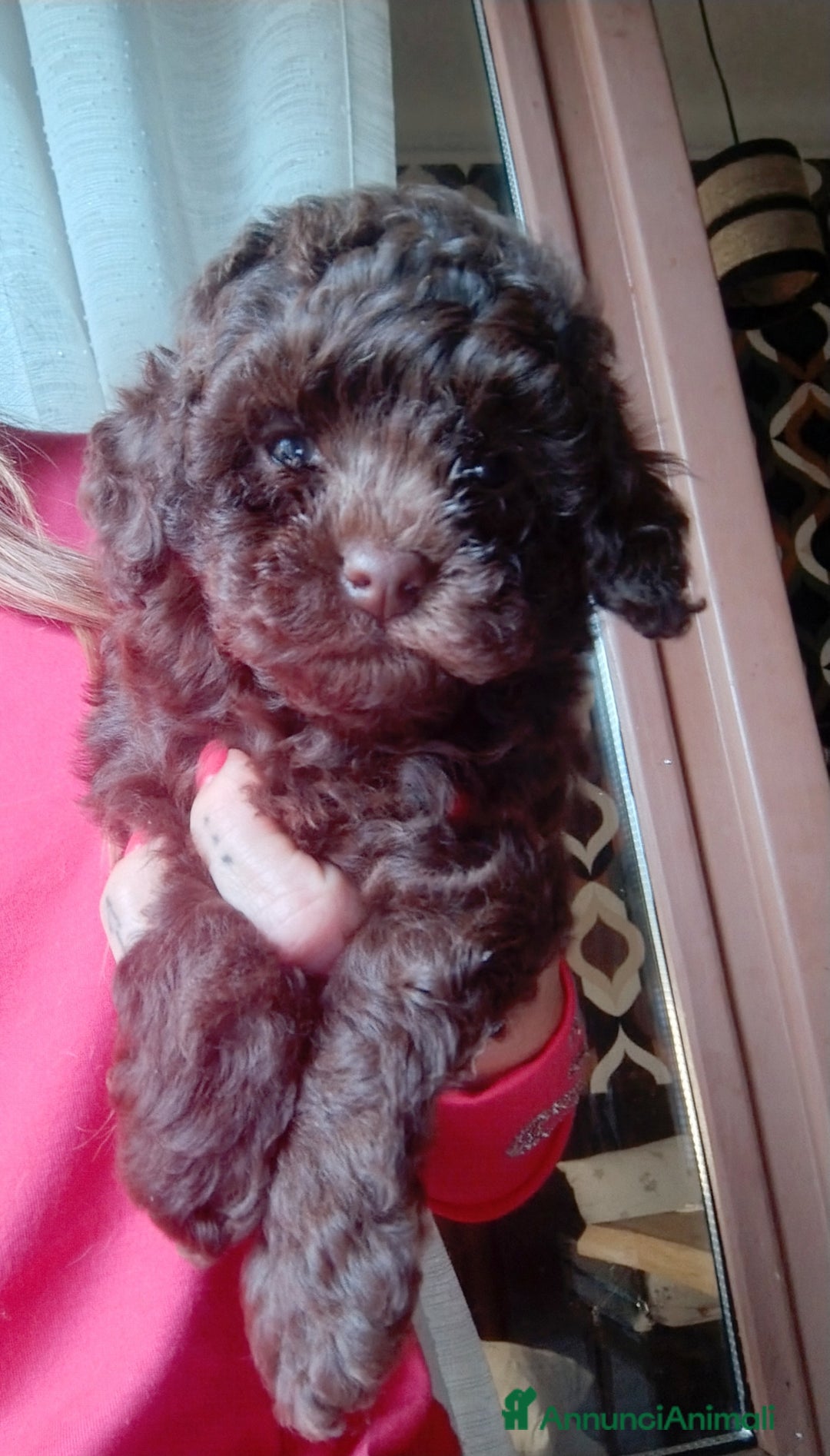 Barboncino Toy cani in vendita: Barboncino  - Annuncio 3