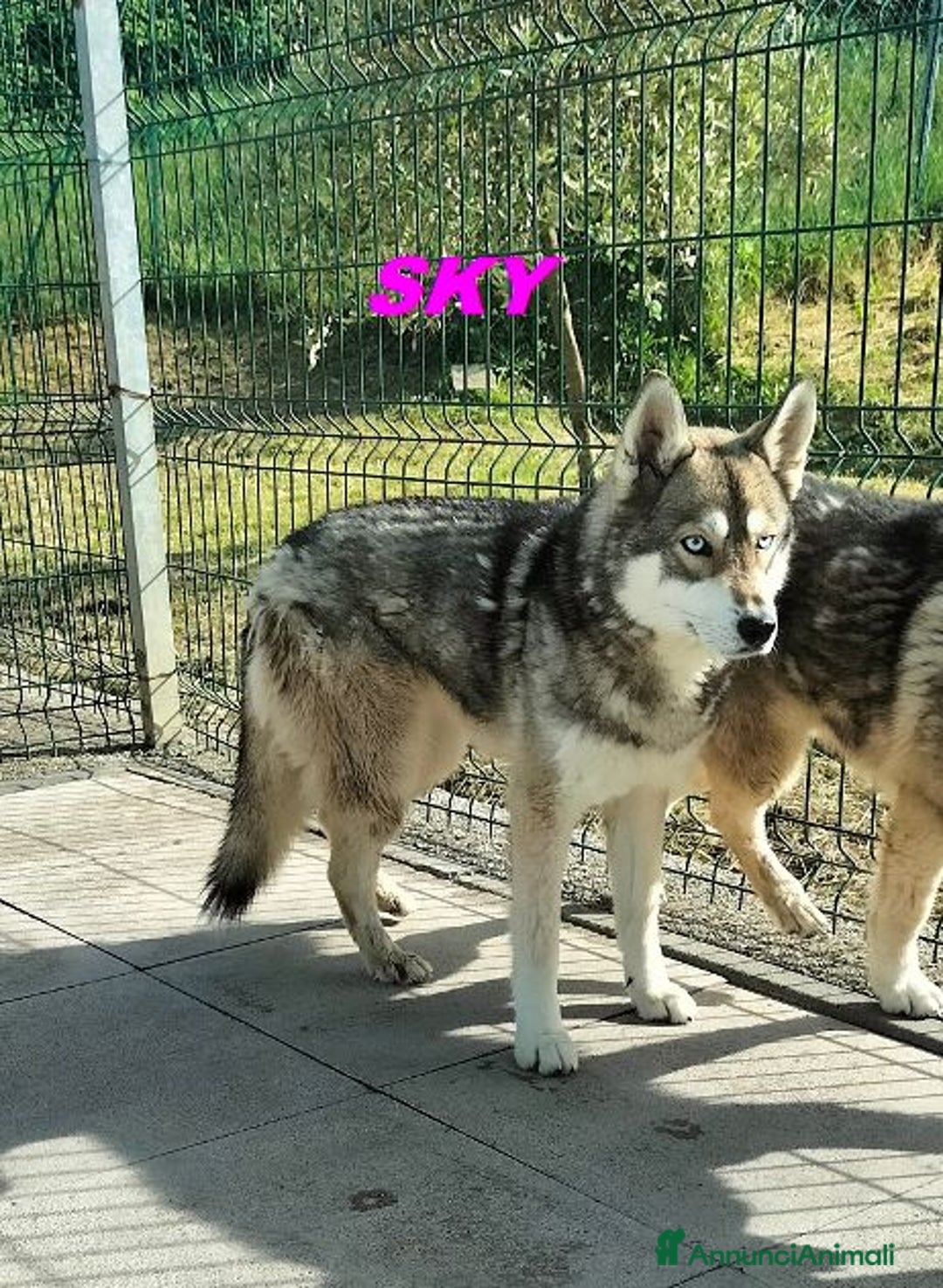 Husky cani in regalo: SKY e ALPHA meravigliosi husky a Città Metropolitana di Torino - Immagine 3