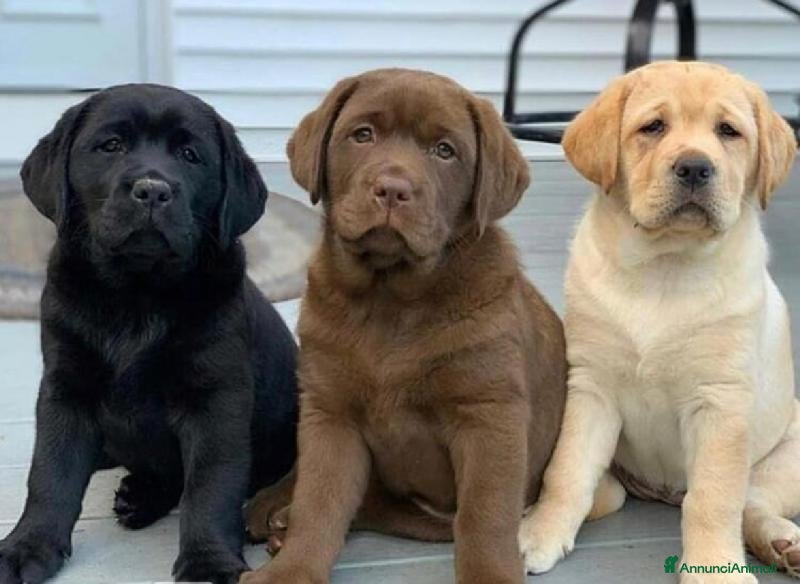Labrador cani Labrador  - Annuncio 1
