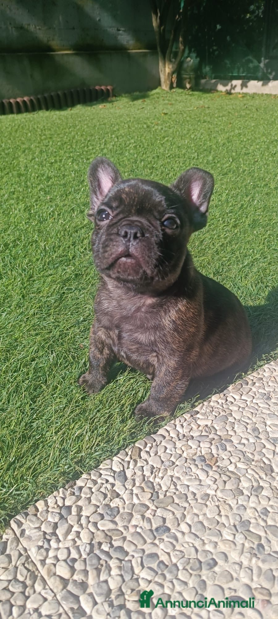 Bulldog Francese cani in vendita: Cucciolo bulldog francese  - Annuncio 9