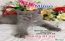 British gatti in vendita: British Shorthair cuccioli  a Città metropolitana di Roma Capitale - Immagine 14