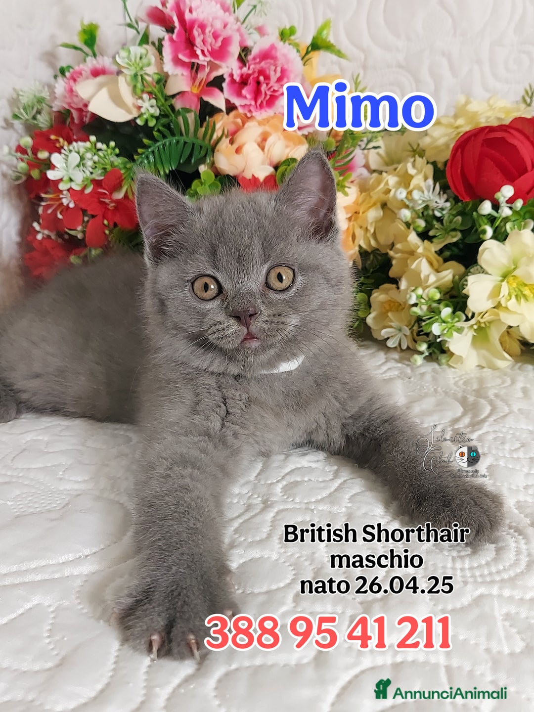 British gatti in vendita: British Shorthair cuccioli  a Città metropolitana di Roma Capitale - Immagine 14