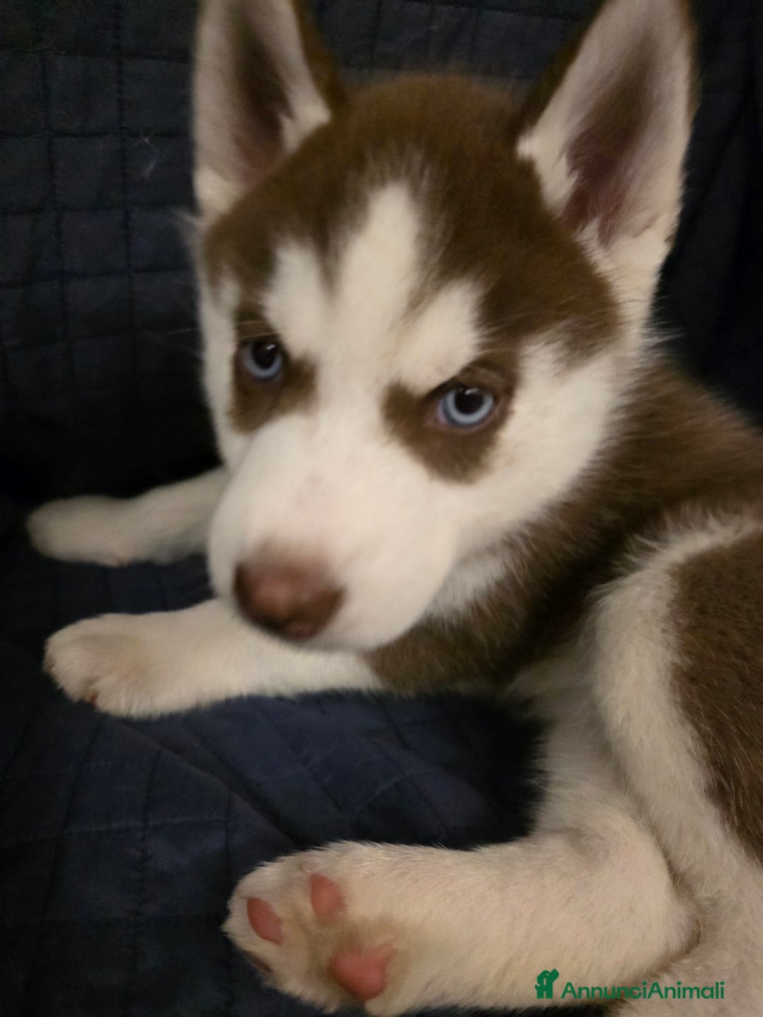 Husky cani in vendita: Occhi di ghiaccio: Siberian Husky  - Annuncio 4