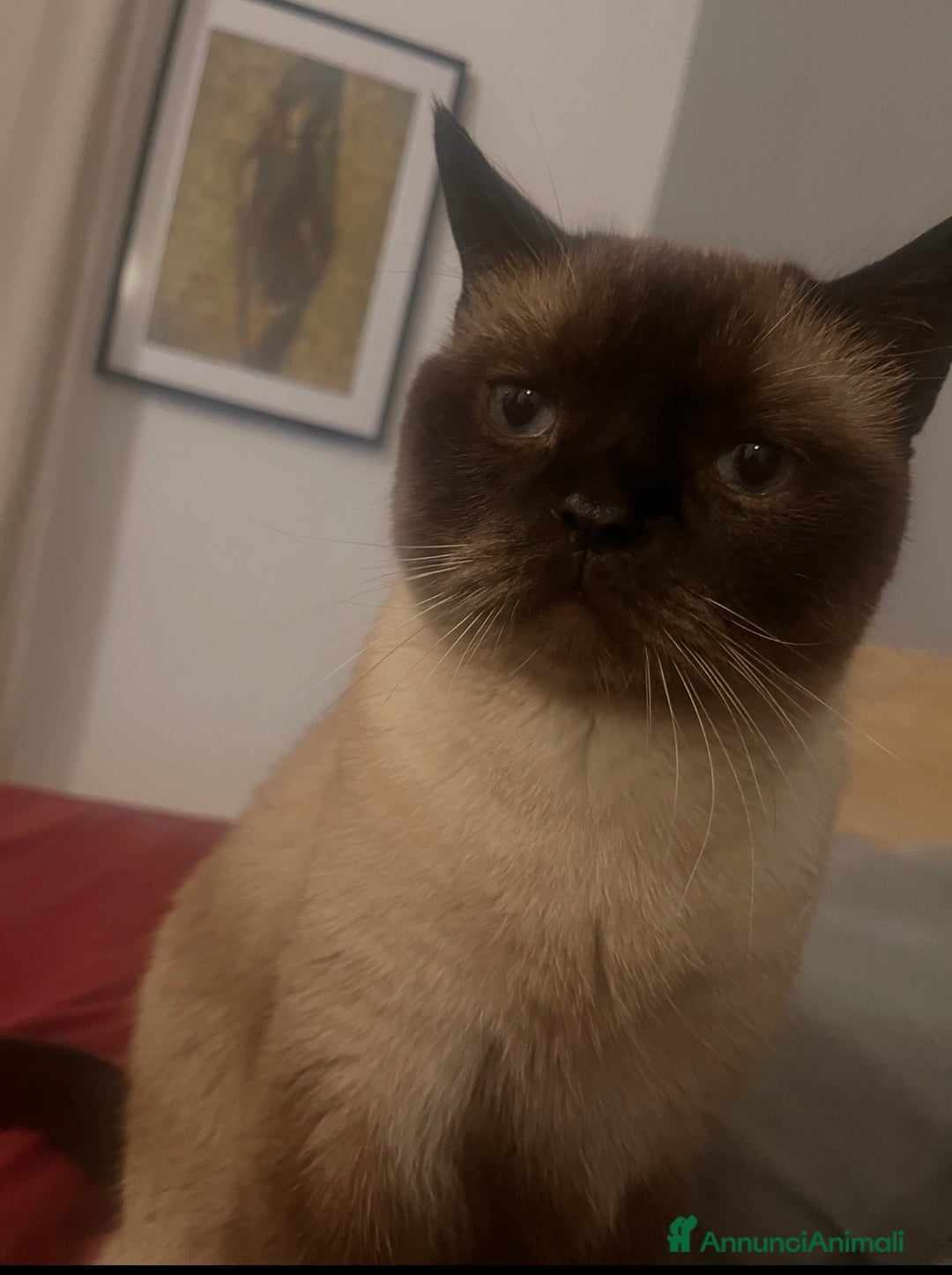 Siamese gatti in regalo: Regalo Gatto siamese di 5 anni “ Sebastian “ - Annuncio 2