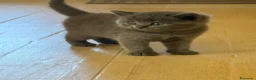 Scottish gatti in vendita: Gattini scottish - Annuncio 3