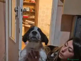 Meticcio cani Claretta - Annuncio 35