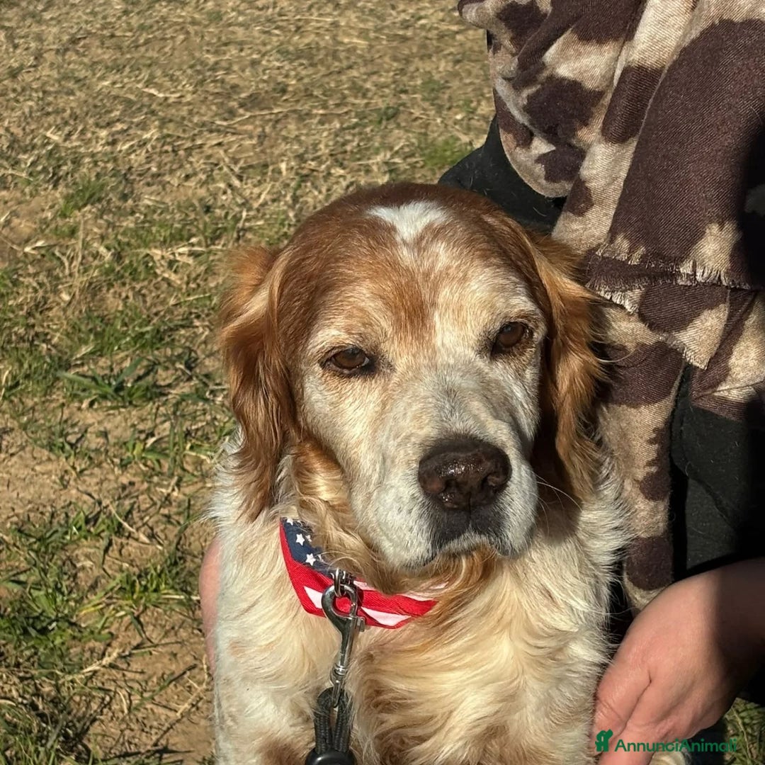 Breton cani in regalo: JACK breton puro cerca casa - adozione del cuore - Annuncio 5