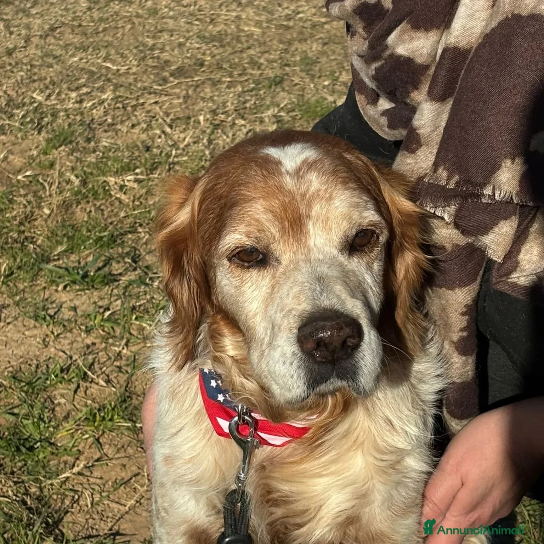 Breton cani in regalo: JACK breton puro cerca casa - adozione del cuore - Annuncio 5