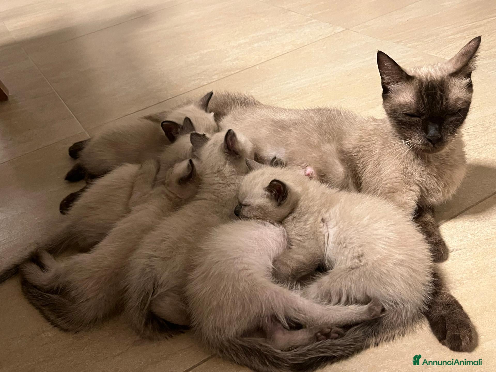 Siamese gatti Cuccioli siamesi thai - Annuncio 4
