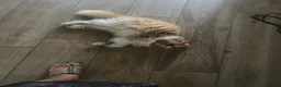 Persiano gatti in regalo: GATTI PERSIANI a Città metropolitana di Milano - Annuncio 4