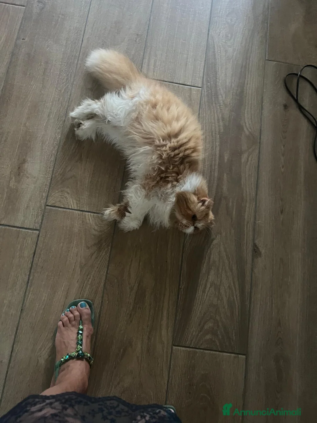 Persiano gatti in regalo: GATTI PERSIANI a Città metropolitana di Milano - Annuncio 4