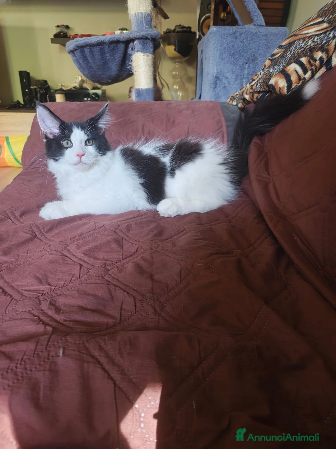Maine Coon gatti in vendita: Cucciolo Maine coon  - Annuncio 1