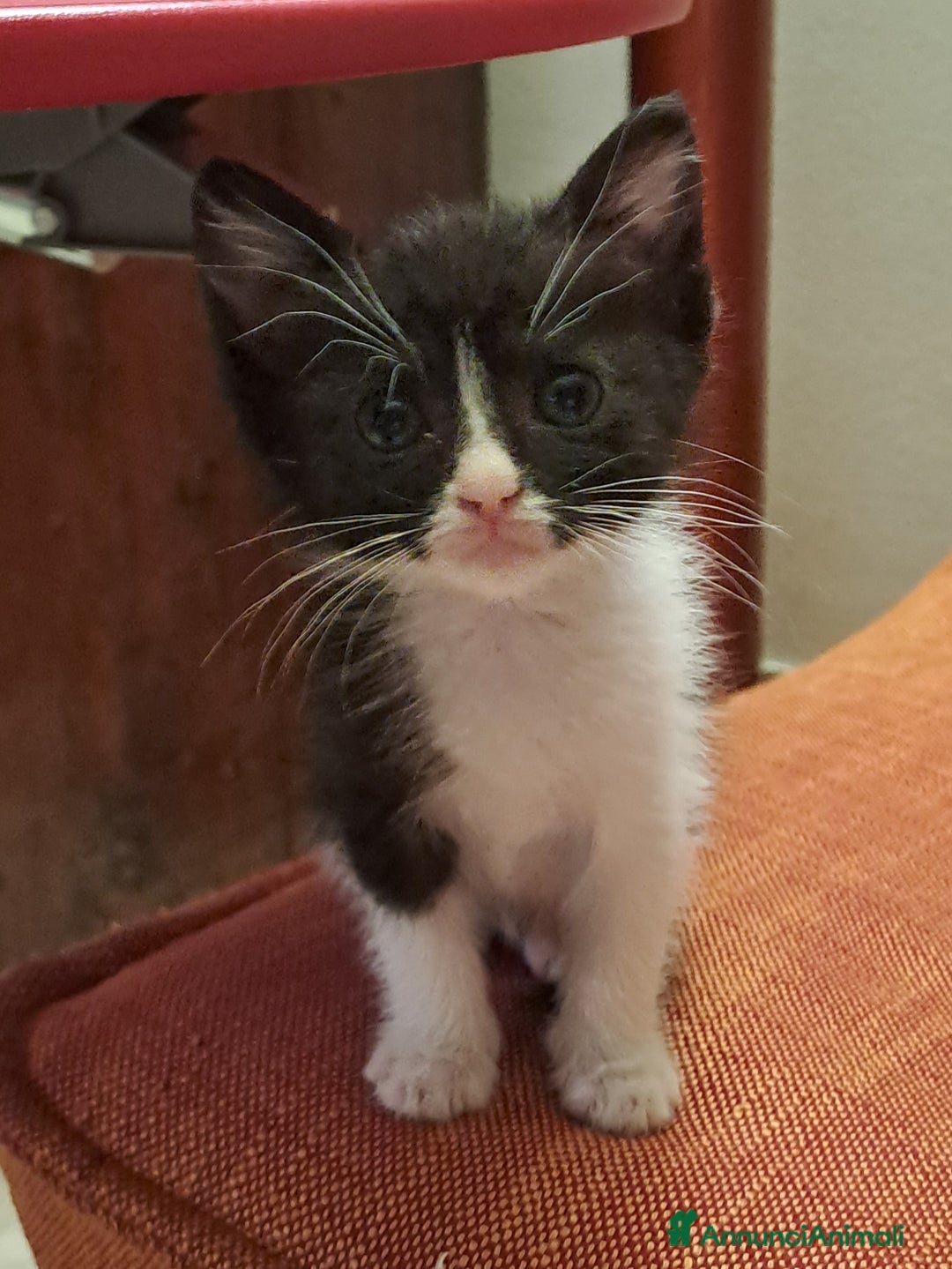 Altre razze gatti in regalo: Raki, micina Toy cerca adozione  a Città metropolitana di Roma Capitale - Annuncio 2