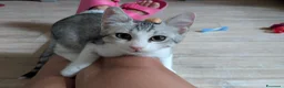 Meticcio gatti in regalo: Quattro gattini stupendi cercano casa - Annuncio 10