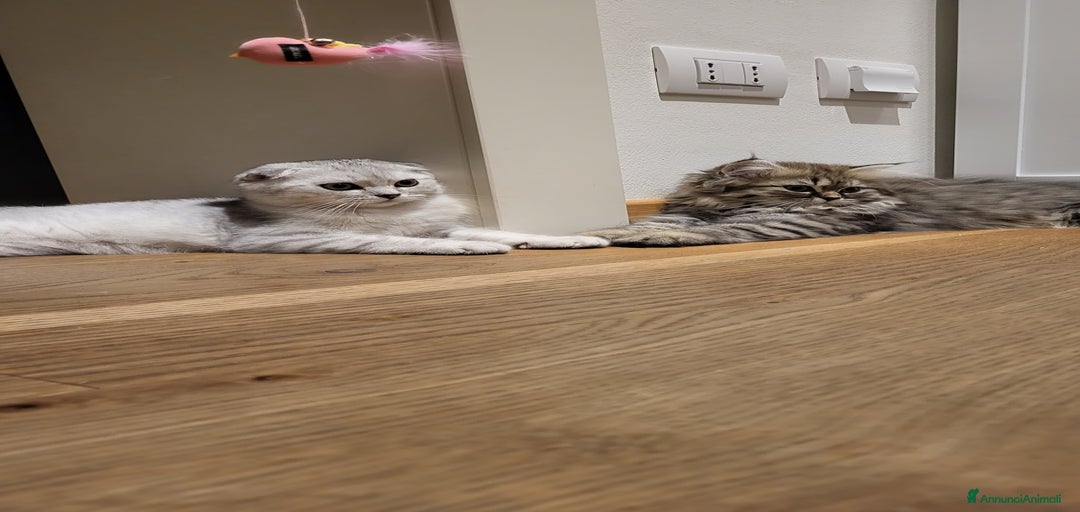 Immagine della galleria {{count}}