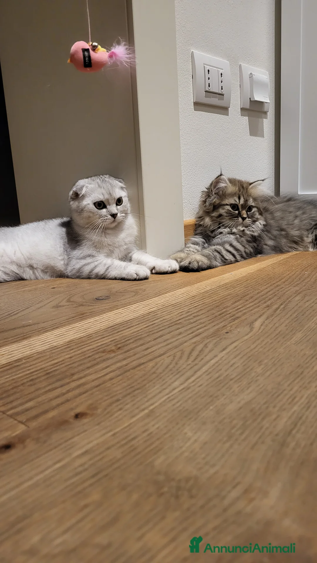 Immagine della galleria {{count}}