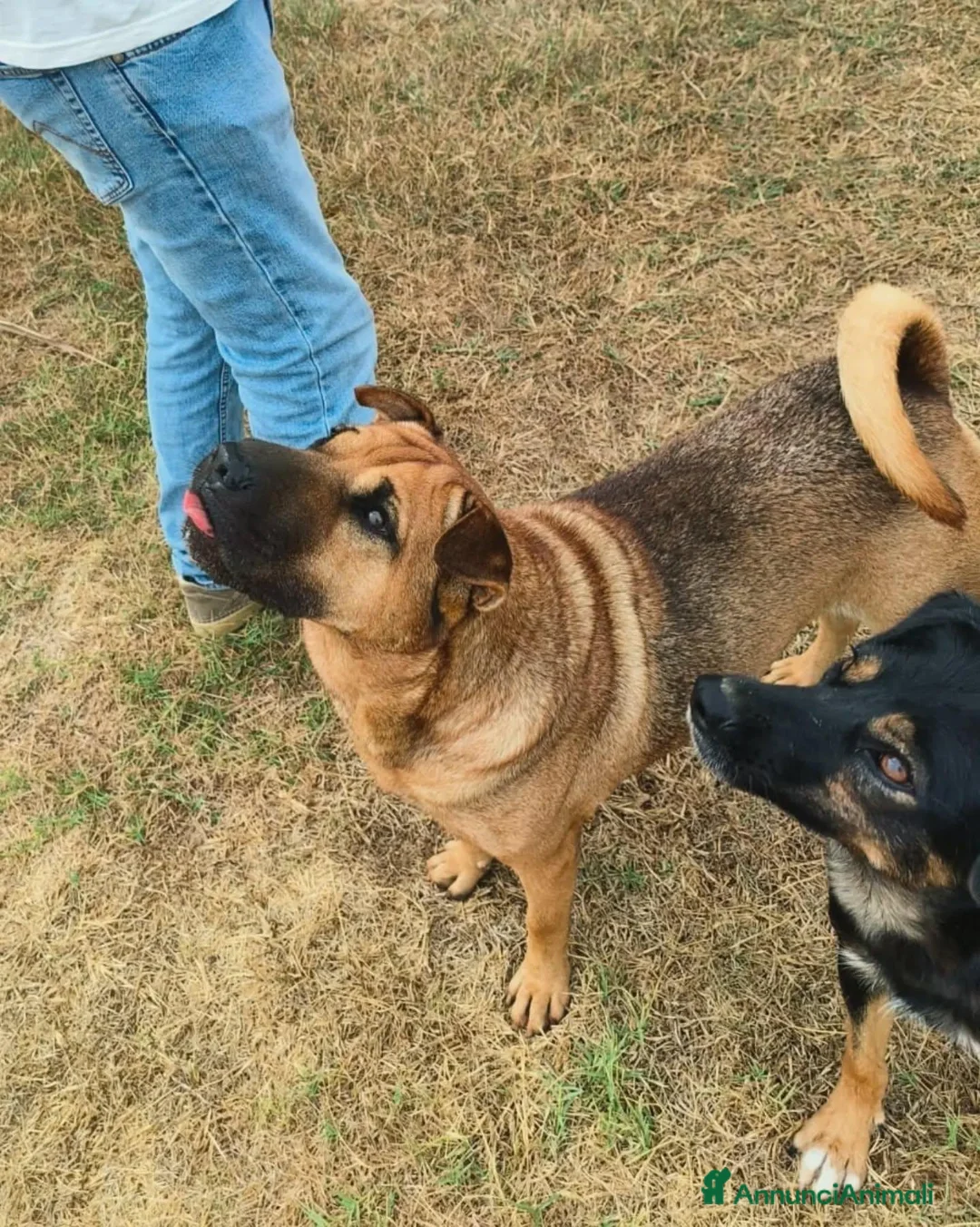 Shar Pei cani in regalo: Sharpone - Annuncio 11