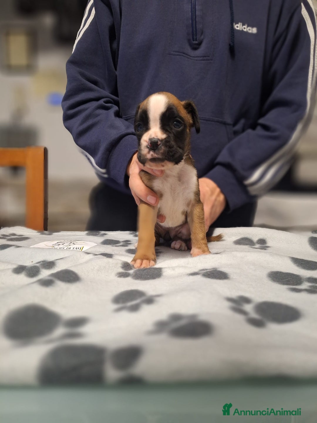 Boxer cani in vendita: Boxer cuccioli con pedigree - Annuncio 5