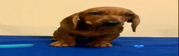 Bassotto cani in vendita: CUCCIOLI BASSOTTO STANDARD PELO CORTO  - Annuncio 3
