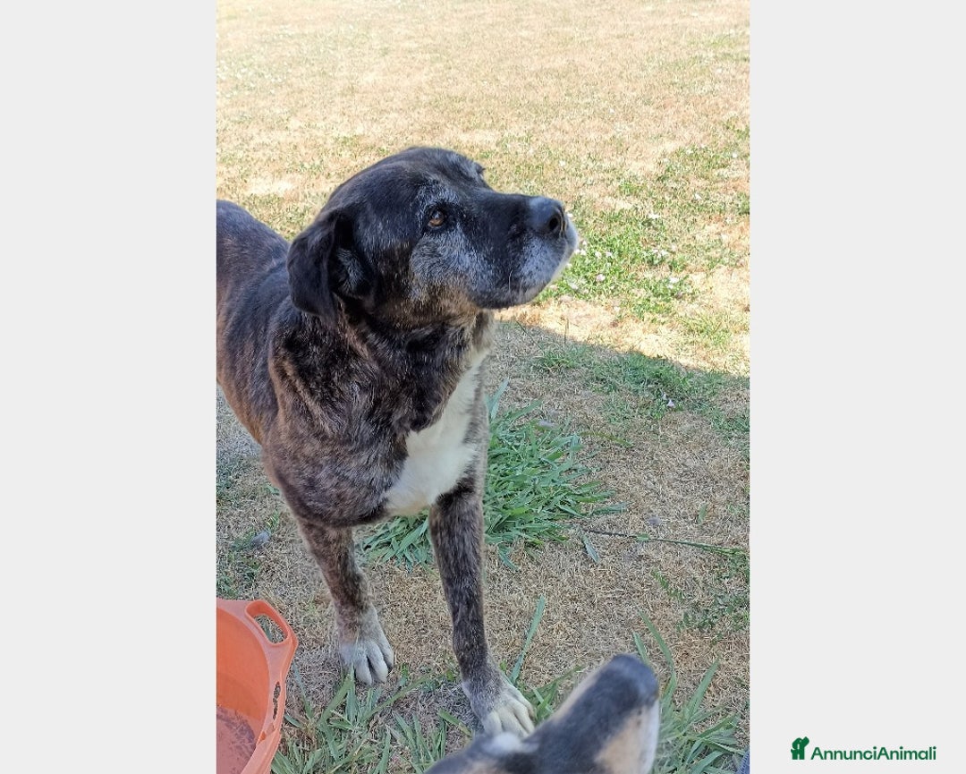 Meticcio cani in regalo: TEMPESTA...d'amore non facciamola morire in un box a Latina - Annuncio 3