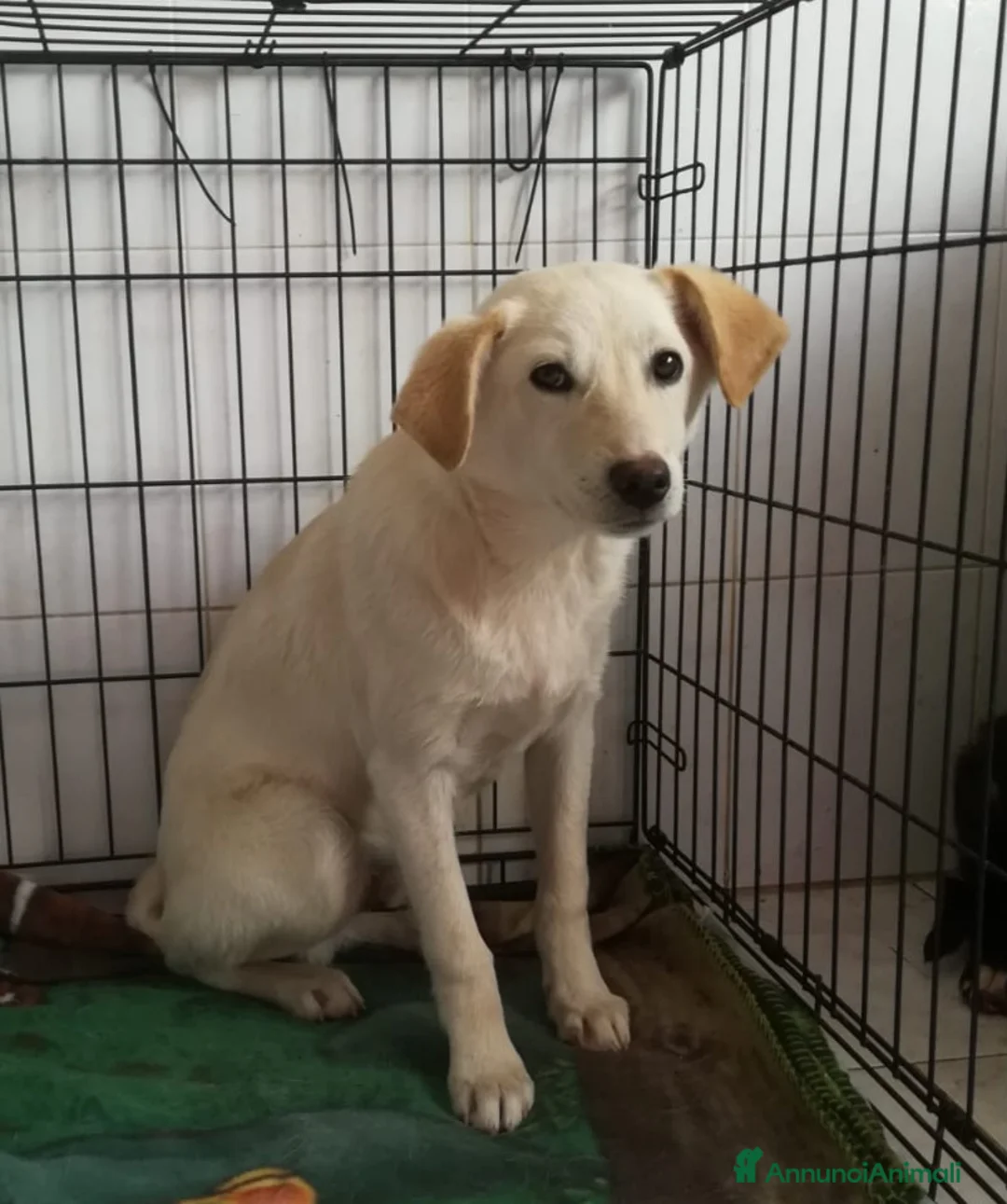 Meticcio cani in regalo: UNA MAMMA PER MERLINO - Annuncio 5