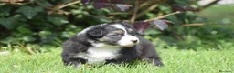 Australian Shepherd cani in vendita: AUSTRALIAN SHEPHERD a Provincia di Padova - Annuncio 37