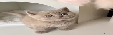 British Gattino 2
