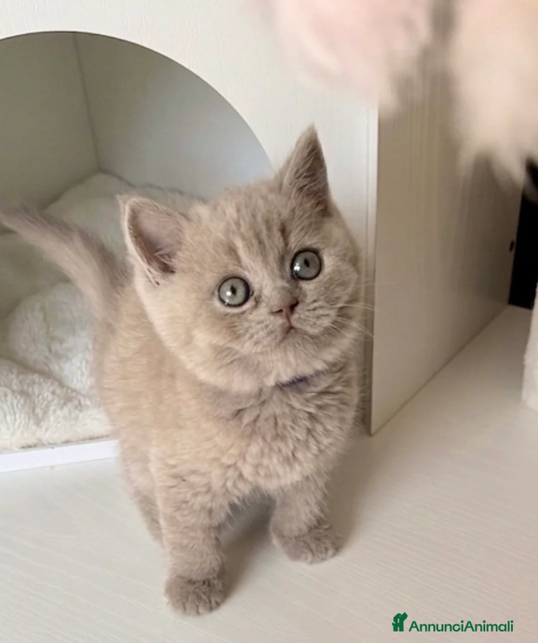 British gatti in vendita: Scottish  - Annuncio 2